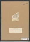 Coscinodiscus josephinus Grun. (de-Toni-Nr.: Genus 202, Species 5027) Zeichnungen Sammlung Grunow Nr. 8745 (NHMW-BOT-W0378331)